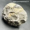 Trilobite Hollardops Mesacristata du Maroc (réf tr30) – Image 7