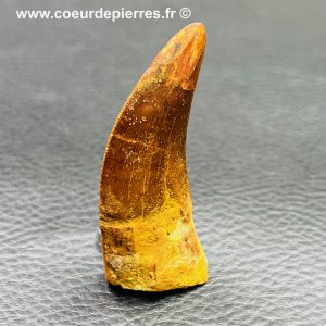 Dent de Carcharodontosaurus du Maroc (réf dd17)