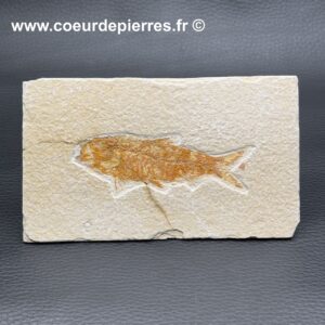 Poisson Fossile