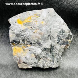 Fossile de fougères arborescente “mines de Carvin” France (réf fc11)