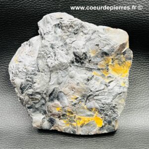 Fossile de fougères arborescente “mines de Carvin” France (réf fc11)