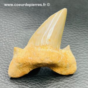 Dent de requin fossile “otodus obliquus” du Maroc (réf dro12)