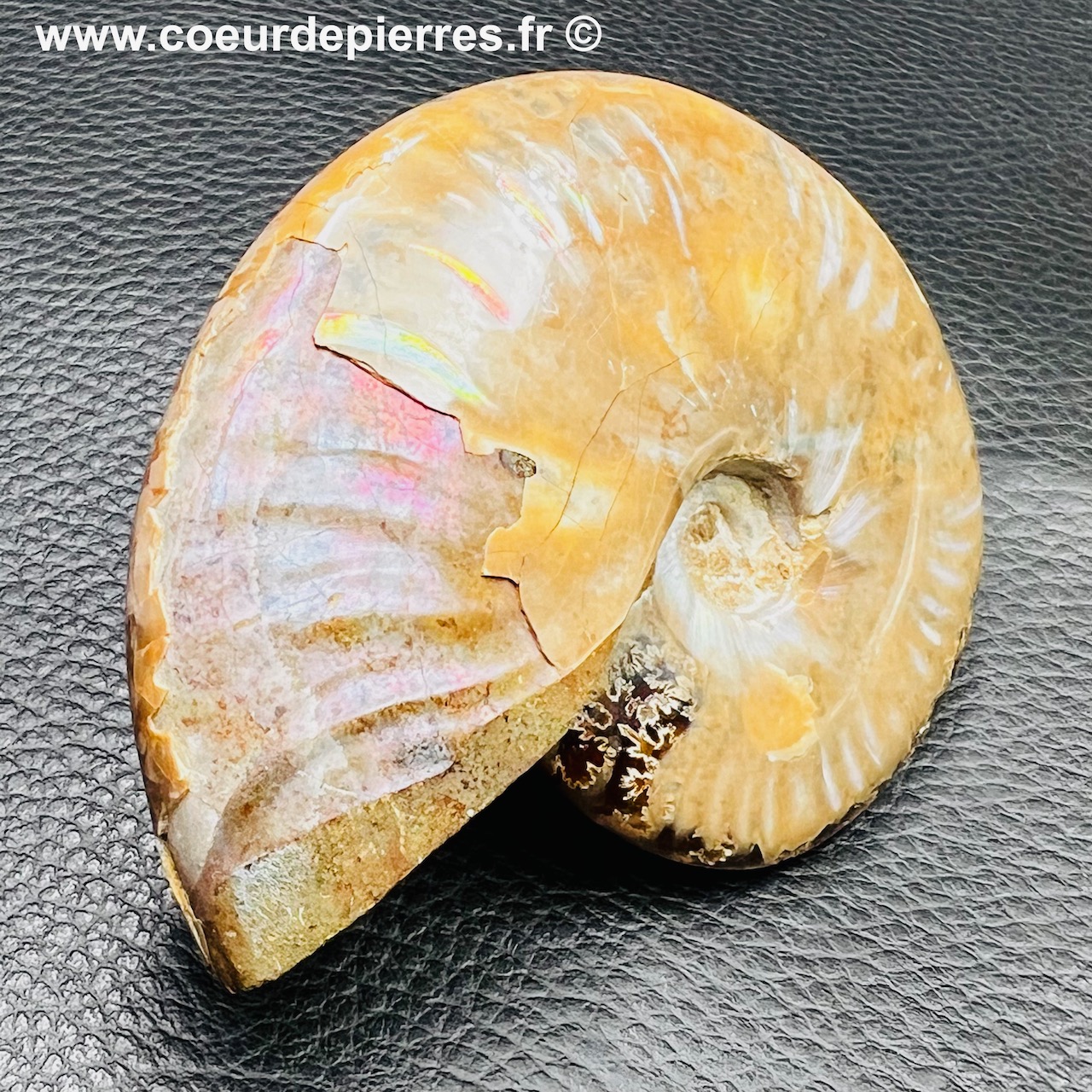 Ammonite iridescente de Madagascar (réf amd4)
