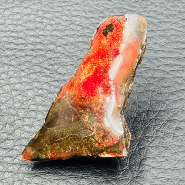 Ammolite de la rivière Sainte Marie, Alberta, Canada (réf aml4) – Image 2