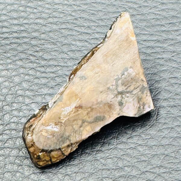 Ammolite de la rivière Sainte Marie, Alberta, Canada (réf aml4) – Image 5