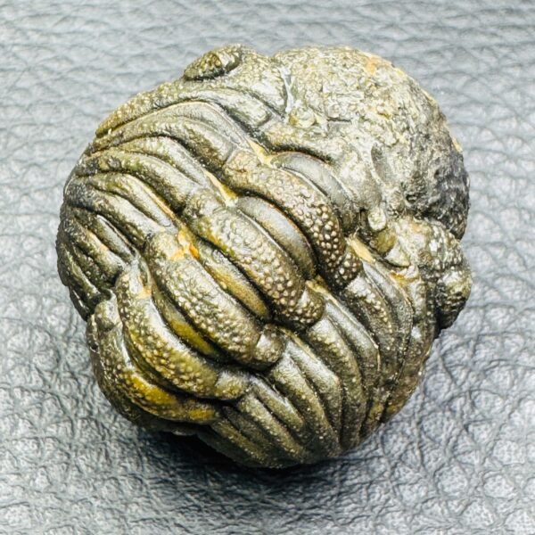 Trilobite Enroulé Morocops du Maroc (réf tr17) – Image 2