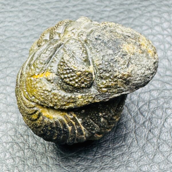 Trilobite Enroulé Morocops du Maroc (réf tr17) – Image 3
