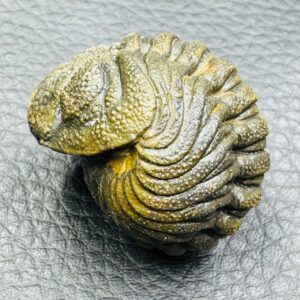 Trilobite Enroulé Morocops