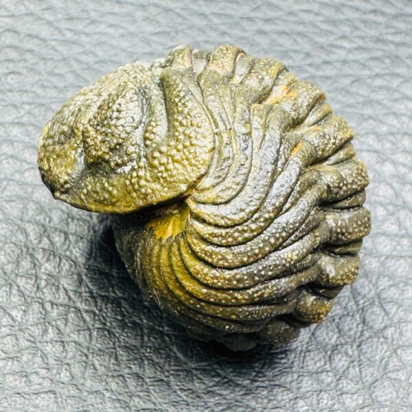 Trilobite Enroulé Morocops
