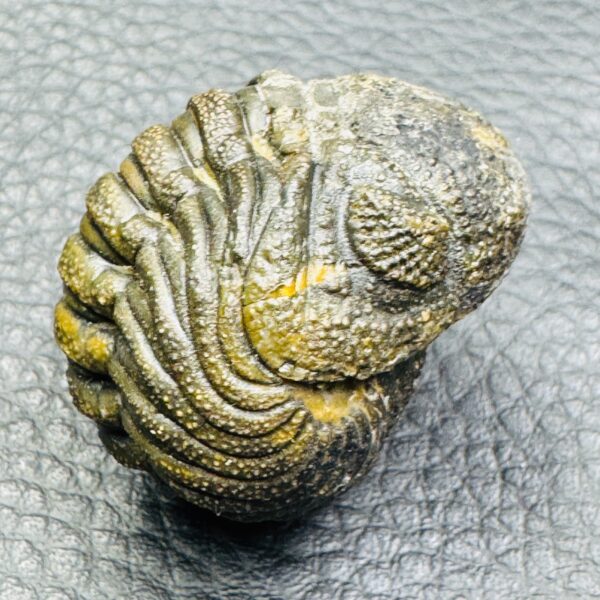 Trilobite Enroulé Morocops du Maroc (réf tr17) – Image 4