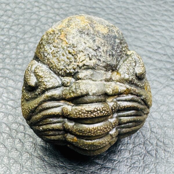 Trilobite Enroulé Morocops du Maroc (réf tr17) – Image 5