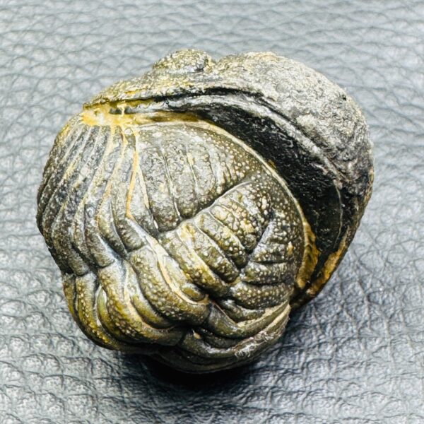 Trilobite Enroulé Morocops du Maroc (réf tr17) – Image 6
