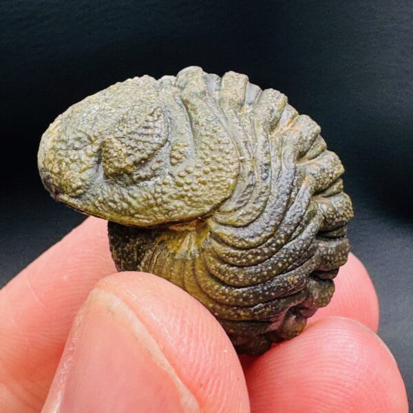 Trilobite Enroulé Morocops du Maroc (réf tr17) – Image 7