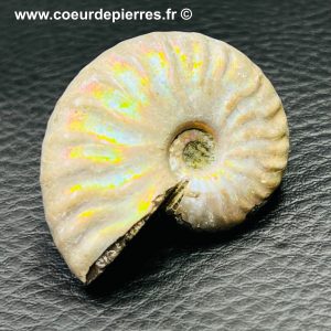 Ammonite iridescente de Madagascar (réf amd2)