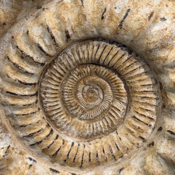 Ammonite Géante