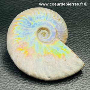 Ammonite iridescente de Madagascar (réf amd7)