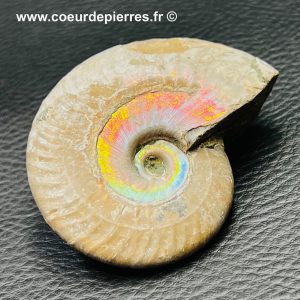 Ammonite iridescente de Madagascar (réf amd8)