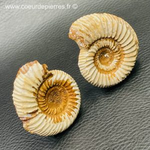 Ammonite scié de Madagascar (réf amo3)