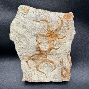 Etoile de Mer Fossile