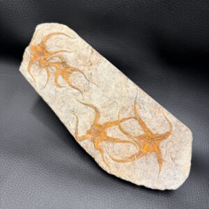 Etoile de Mer Fossile Edriasteroide