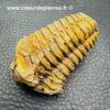 Trilobite Commun du Maroc (réf tr26) – Image 2