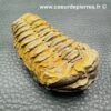 Trilobite