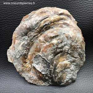 Mollusque Bivalve fossile d’Ambleteuse France (réf he1)