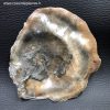 Mollusque Bivalve fossile d'Ambleteuse France (réf he1) – Image 5