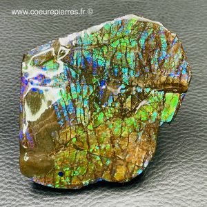 Ammolite “Sainte Marie, Alberta, Canada” (réf aml5)
