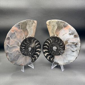 Ammonite Sciée