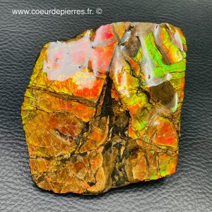 Ammolite de la rivière Sainte Marie, Alberta, Canada 653 carats (réf aml6)