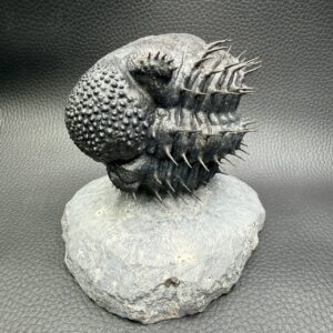 Trilobite Drotops Armatus