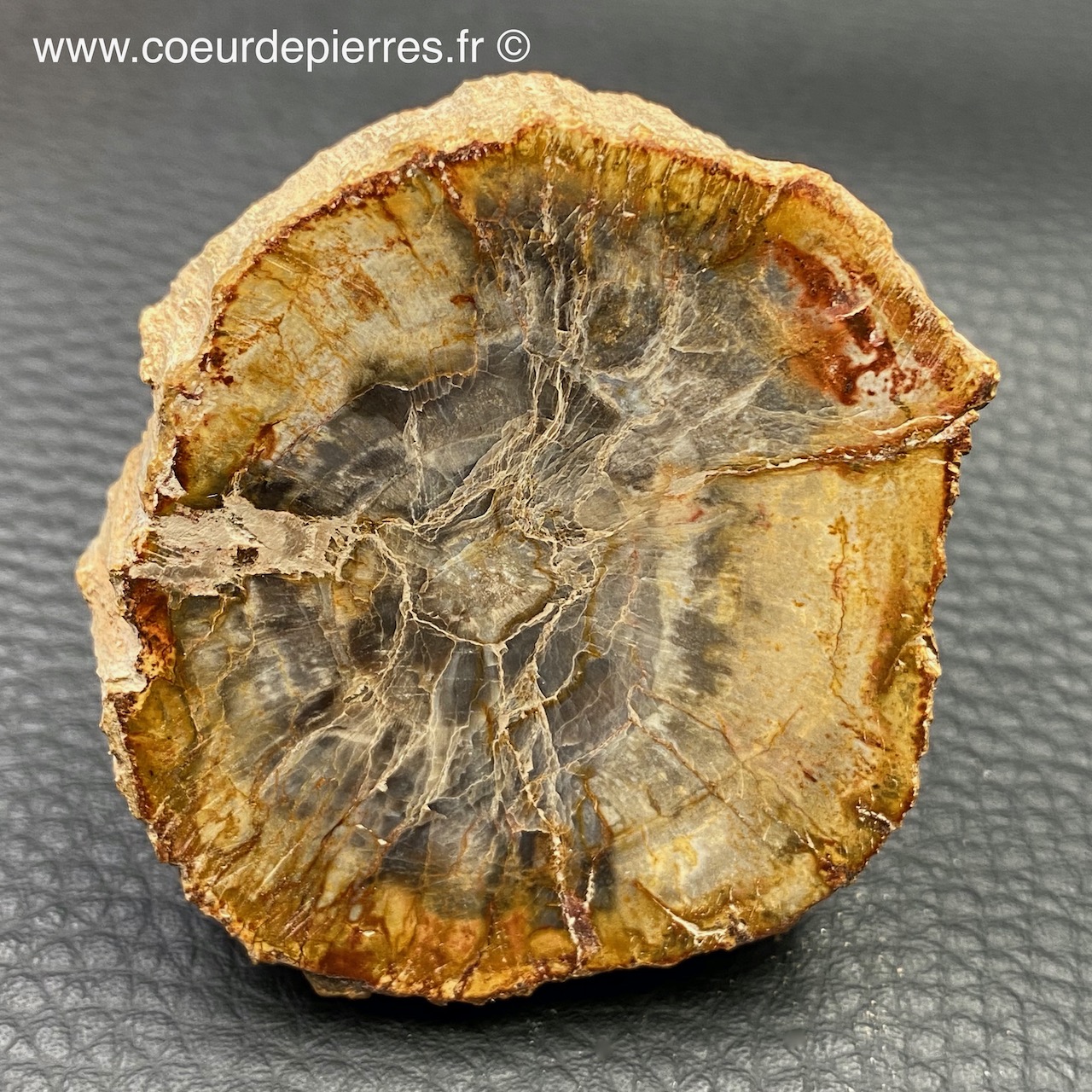 Tranche de bois pétrifié de Madagascar (réf tb20) | Cœur de Pierres