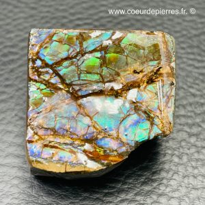 Ammolite de la rivière Sainte Marie, Alberta, Canada 176 carats (réf aml7)