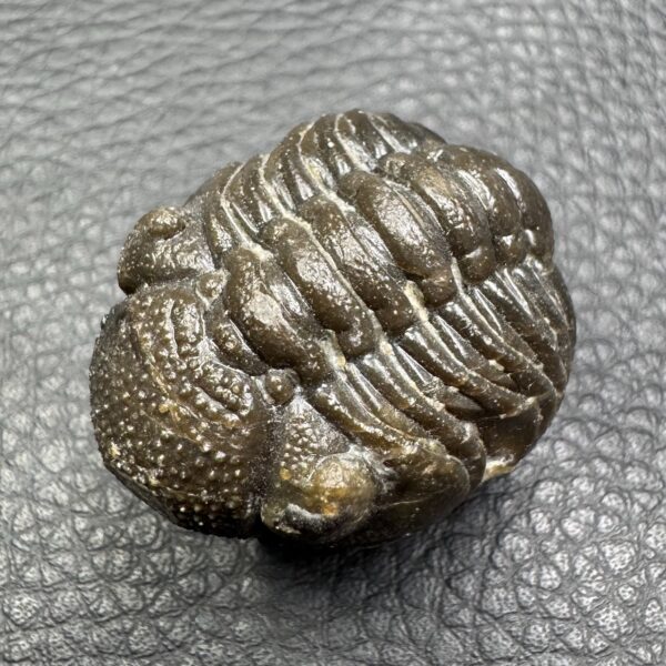 Trilobite Enroulé Morocops du Maroc (réf tr17) – Image 2