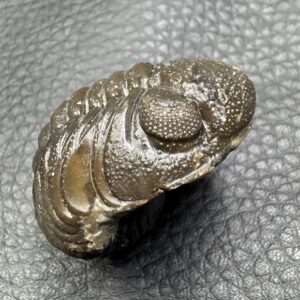 Trilobite Enroulé Morocops