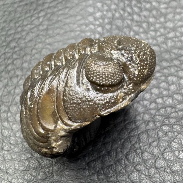 Trilobite Enroulé Morocops