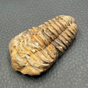 Trilobite
