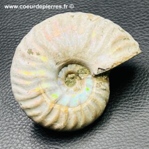 Ammonite iridescente de Madagascar (réf amd14)