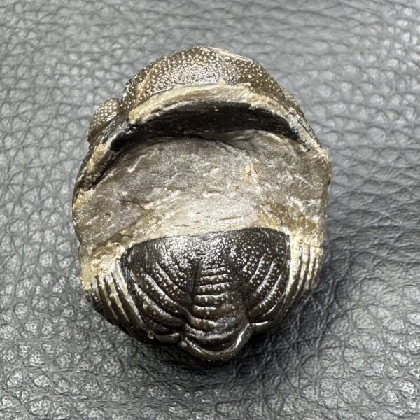 Trilobite Enroulé Morocops du Maroc (réf tr17) – Image 6