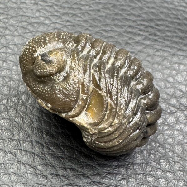 Trilobite Enroulé Morocops du Maroc (réf tr17) – Image 5