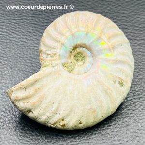 Ammonite iridescente de Madagascar (réf amd14)