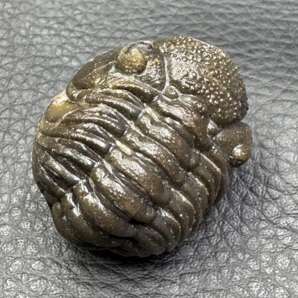 Trilobite Enroulé Morocops du Maroc (réf tr17) – Image 4