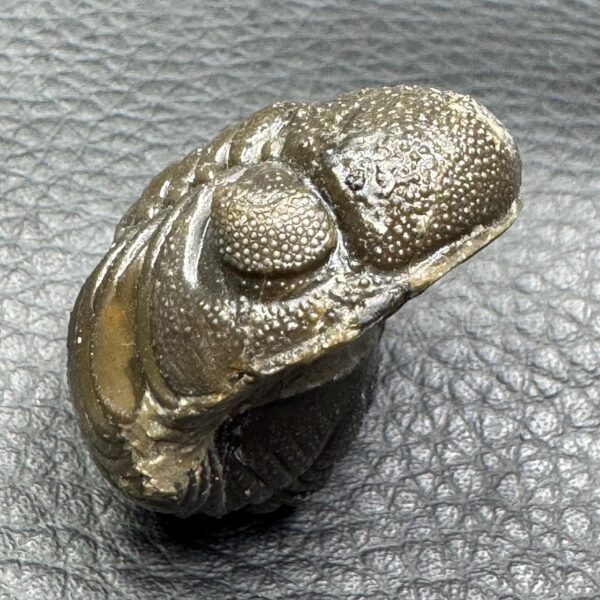 Trilobite Enroulé Morocops du Maroc (réf tr17) – Image 3
