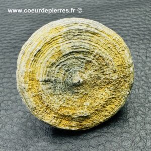 Corail Fossile Cyclolites