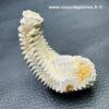 Huitre fossile “alectryon carinata” de Madagascar (ref hf7) – Image 2