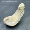 Huitre fossile “alectryon carinata” de Madagascar (ref hf7) – Image 3