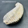Huitre fossile “alectryon carinata” de Madagascar (ref hf7) – Image 4