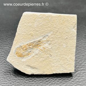 crevette fossile