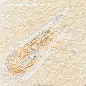 Crevette fossile Carpopenaeus callirostris d’Hajoula du Liban (réf cf1)
